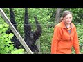 Siamang gibbons  singing!