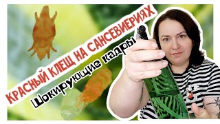 Красный клещ на сансевиериях! Методы борьбы + распаковка посылки