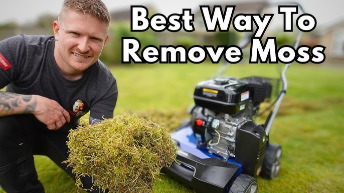 How to Get Rid of Lawn Moss