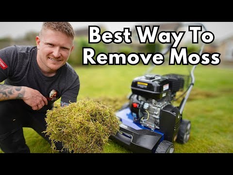 Video: Killing Moss: Hoe mos op je gazon en tuin te doden