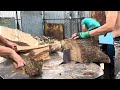 THE SOUND OF REAL WORK | Extreme Forest Machine Flow