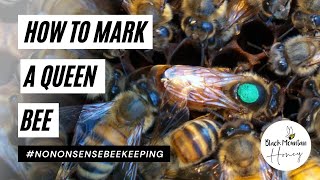 How to Mark Queens  How to Mark a Queen  Marking Queen Bees  Should You Mark Queen Bees