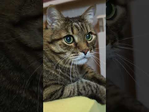 Страстная любовь 🙀😻🫶🤣 #cat #кот #юмор #котушка #приколы #цитаты #смех