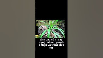 Sâm Cau Có Tác Dụng Gì Cách Sử Dụng #ThaoDuocVang