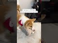 Corgi loves his new toy. #corgi #corgioftheday #puppy #corgilife #corgis #corgination #corgicrew