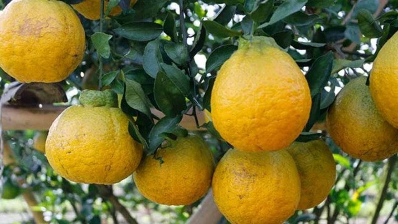 Dekopon orange tree cuttings from Japan 100% successful... - YouTube