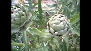A Look at My Artichoke Plants - An Easy Perennial