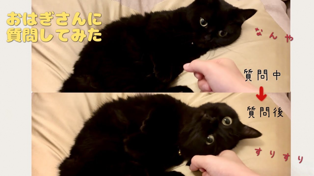 黒猫さんにインタビュー | 言葉を理解していそうな反応だった - YouTube