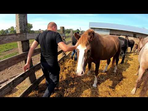 Video: Հոլանդական Warmblood Horse ցեղատեսակի հիպոալերգենային, առողջության և կյանքի տևողություն