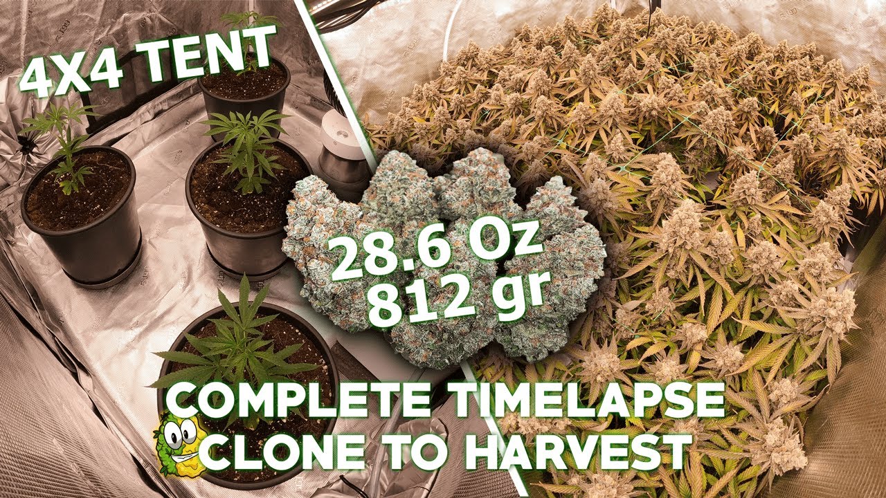 FULL CLONE TO HARVEST TIMELAPSE // GRAPES & CREAM // 4X4 CANNABIS GROW TENT