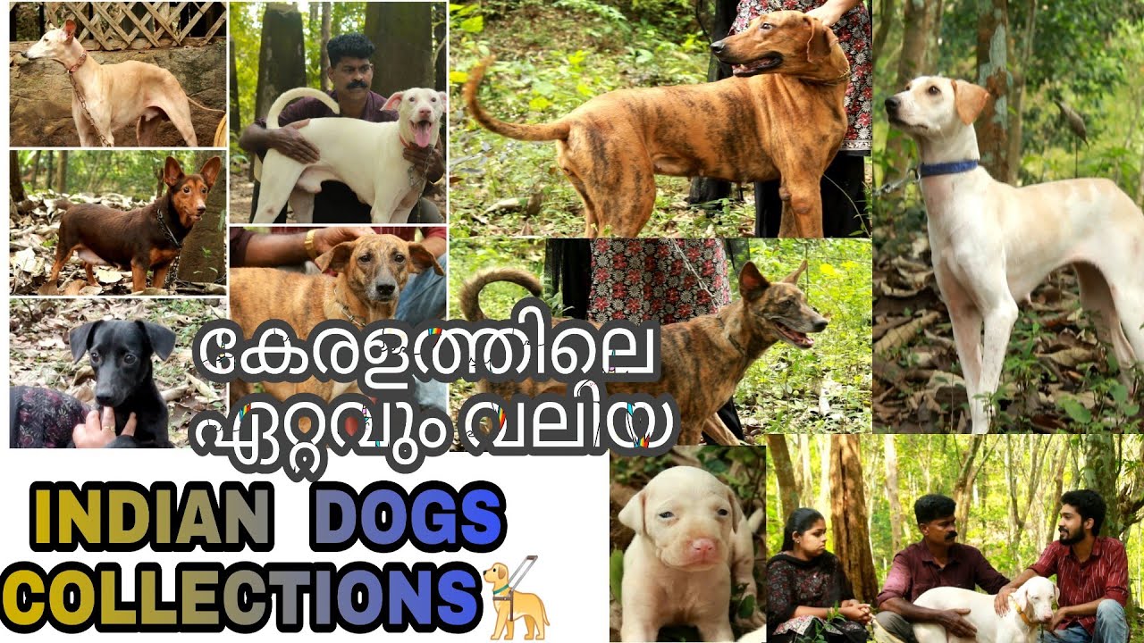 കേരളത്തിലെ ഏറ്റവും വലിയ Indian Dogs Collection Indian dogsRajapalaym