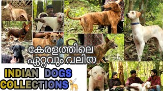 കേരളത്തിലെ ഏറ്റവും വലിയ Indian Dogs Collection |Indian dogs|Rajapalaym |dog kennel kerala |dog farm
