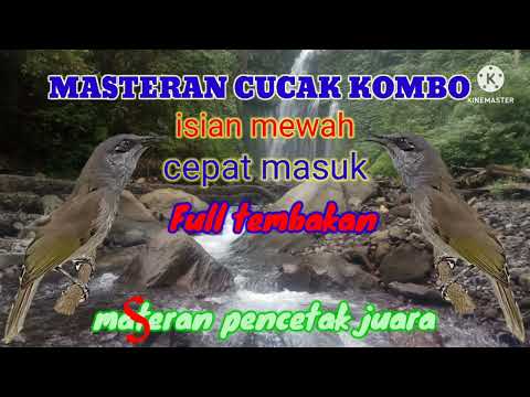 Suara Cucak Kombo Gacor Isian Cocok Untuk Masteran Burung Cendet