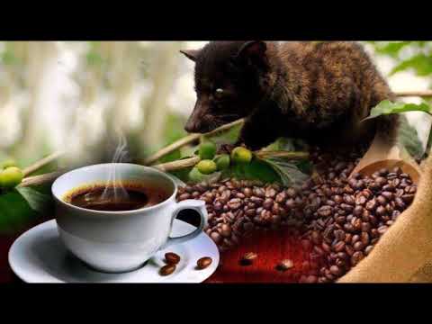 वीडियो: कॉफ़ीबेरी क्या हैं: कॉफ़ीबेरी के पौधे कैसे उगाएं
