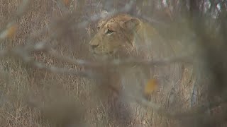 Nkuhumas (Lion Pride) Buffalo Hunt (2015.07.01) with safariLIVE presenter Scott Dyson