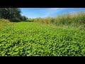 A Dual-Purpose Clover Fire Break for Habitat Management and Prescribed Fire.