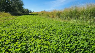 A Dual-Purpose Clover Fire Break for Habitat Management and Prescribed Fire.