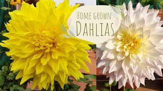 The Best Colorful Dahlia Varieties for Your Garden