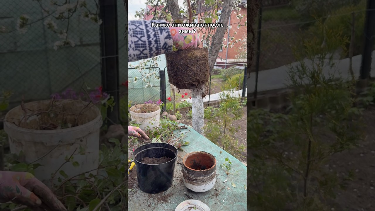 Фуксия после зимовки, жимолость, земляника, горох, лук весенние хлопоты в огороде 