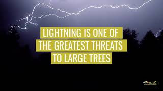 Has Your Tree Been Struck By Lightning?