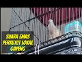 Perkutut Lokal Suara Emas Merdu Dan Gayeng Pas Untuk Masteran Kutut Mp3 - Mp4 Download