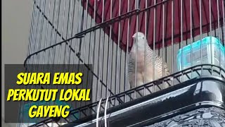 PERKUTUT LOKAL SUARA EMAS, MERDU DAN GAYENG PAS UNTUK MASTERAN KUTUT