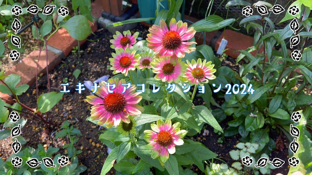 お花紹介] エキナセア コレクション2024 - YouTube