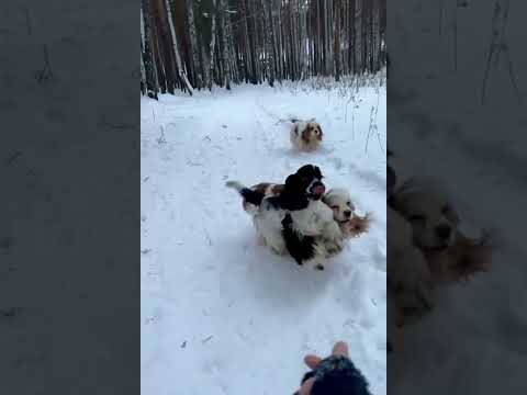 Питомник американский кокер спаниель.