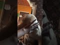 Meri baton ko Bura mat manana #pawsn #trending #pets #petshub #funny #petsunited #streetdog