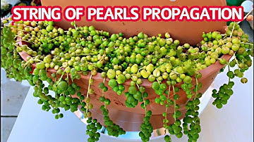 #197 STRING OF PEARLS PROPAGATION | Propagation succulents | NHÂN GIỐNG SEN ĐÁ HẠT NGỌC TRÒN