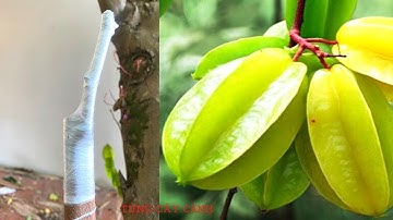 Cách Ghép Khế Chua Vào Khế Ngọt