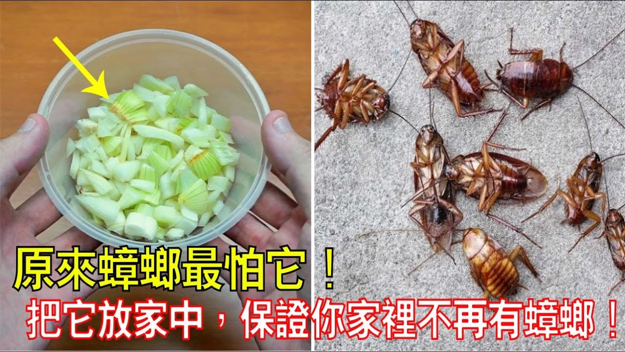 原來蟑螂最怕它!把它放家中,蟑螂全部消失了!保證你家裡不再有蟑螂!天然、安全、有效! YouTube