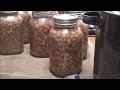 Canning Quarts of Pinto Beans Using Ham Broth in 23 Quart Presto Canner