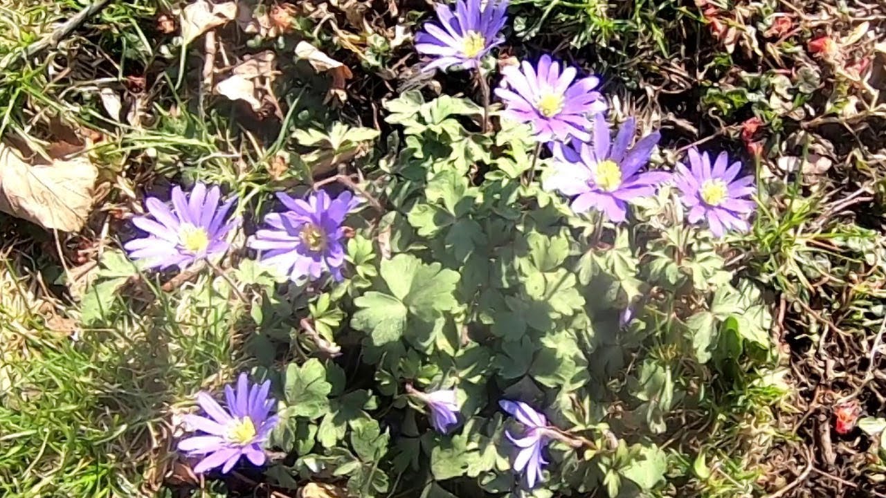 How to grow and care for Windflowers  (Anemone blanda) 