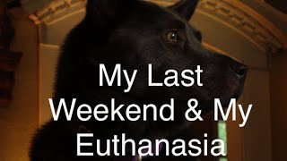 My Last Weekend Plus My Euthanasia