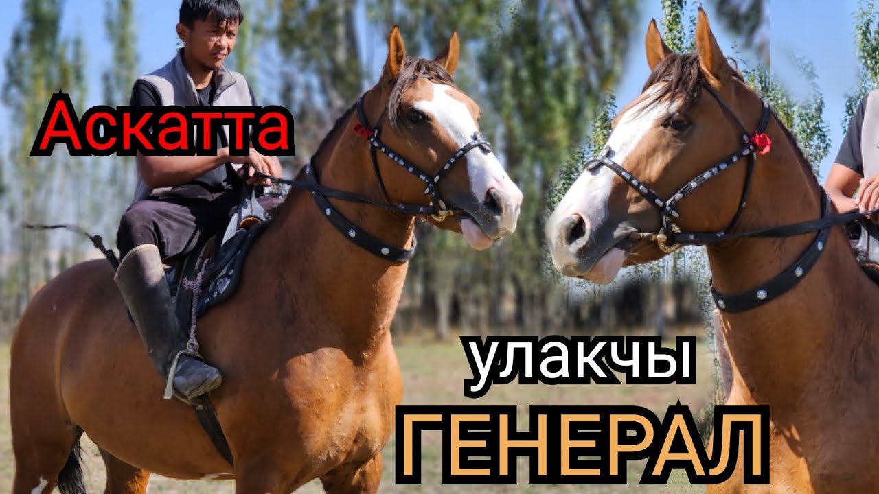 улакчылар ЭҢСЕГЕН ат ГЕНЕРАЛ АСКАТТА - YouTube