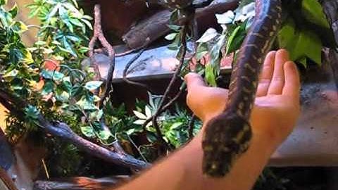 Jungle x Diamond Carpet Python