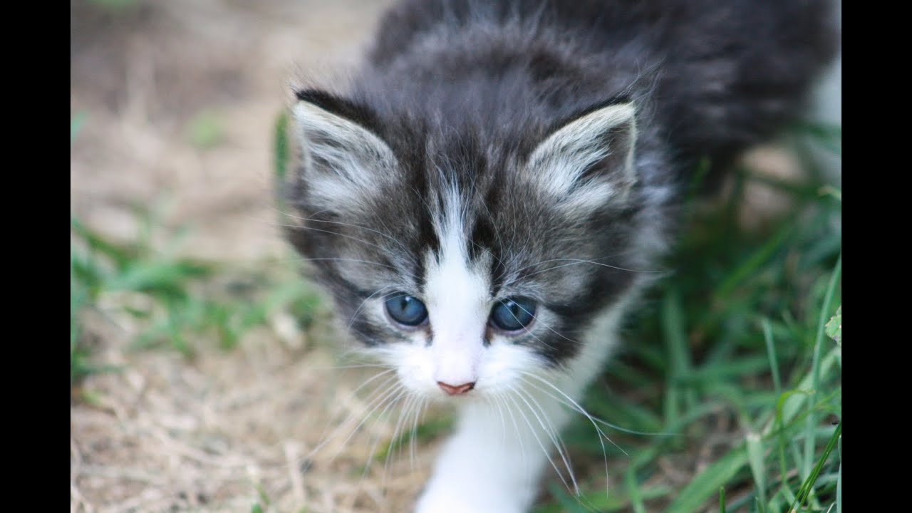Care for Feral Cats 