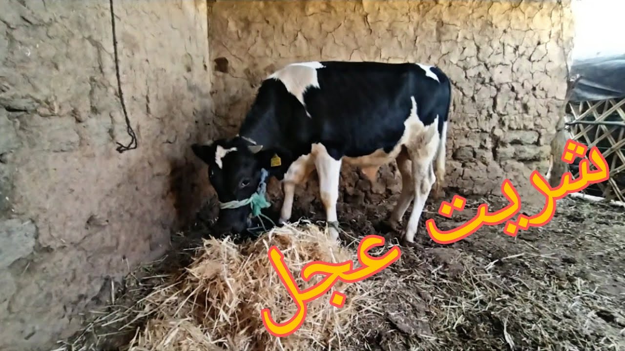 عجل جديد في المزرعة ثمن باش شريت العجل ولاعة مع الابقار في الباديه ...
