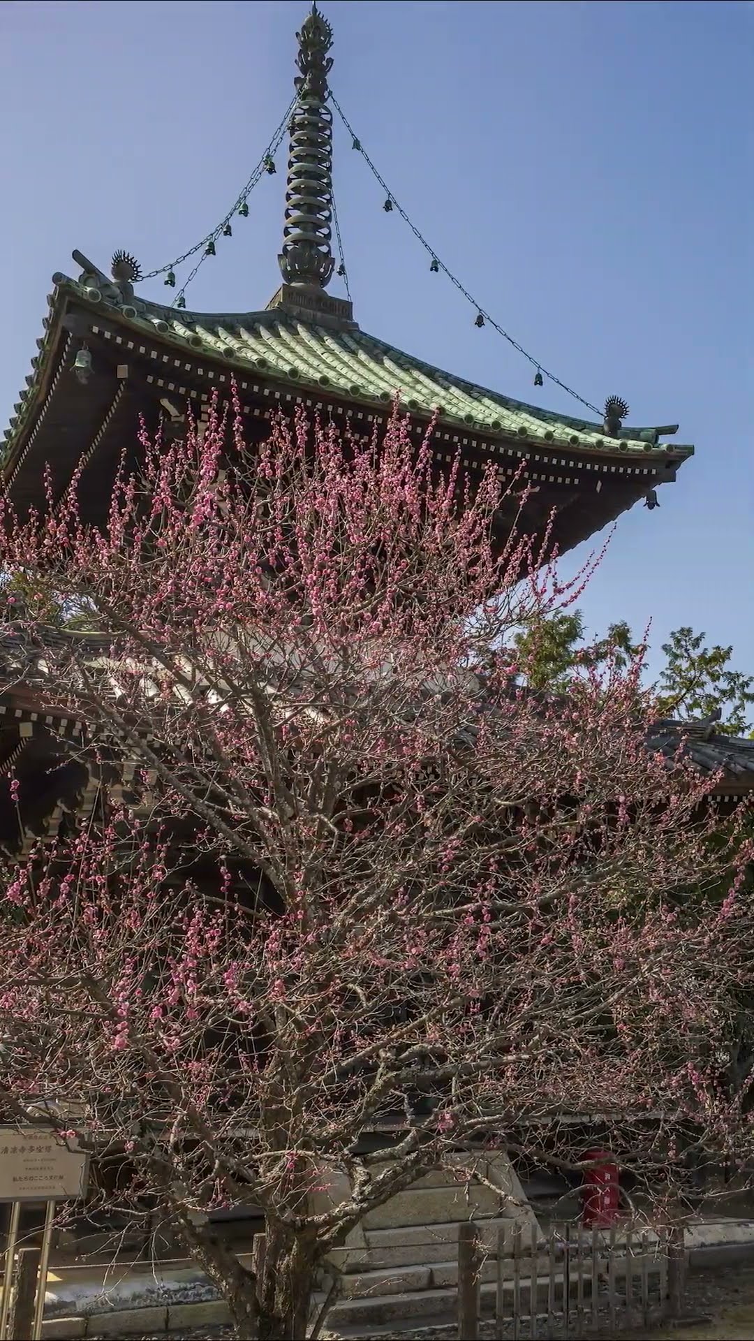 本編は関連動画から)京都・清涼寺の四季風景(春夏秋冬)[4seasons