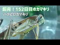 152日目！間もなく２月！まだ生きてますハラビロカマキリが　mantis alive