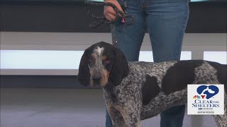 Clear the Shelters - Meet S'mores from Denham Springs Animal Shelter
