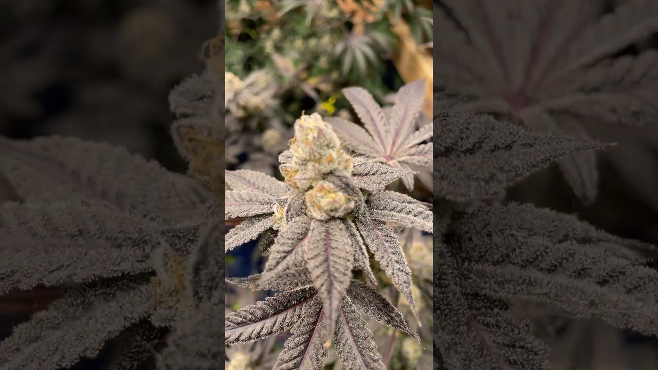 Week 9 day 61 exotic genetix bubble up apes n space Milktopia and seed junky genetics Georgia pie