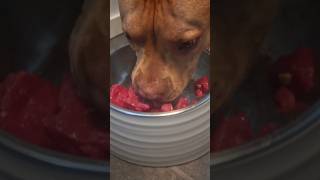 Best Food For Pitbull