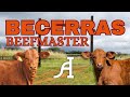 Becerras Beefmaster de registro