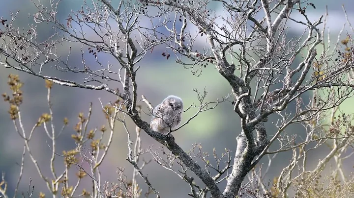Tawny owl fledgling