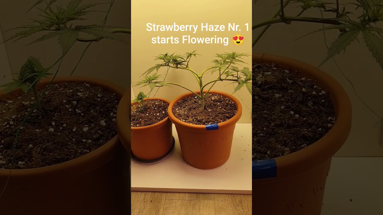STRAWBERRY Haze Nr. 1. Day 28 starts Flowering 
