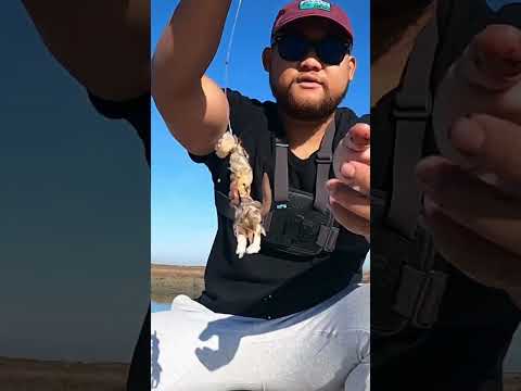 Vídeo: Pots pescar alviso slough?