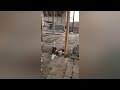 Андижон кабутарлари клуби Клуб Андижанские голуби Andijan pigeons الحمام انديجان