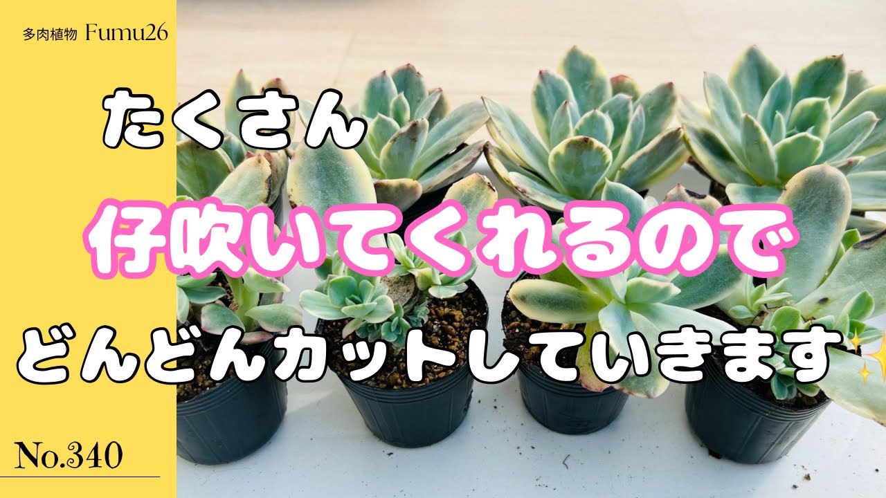 錦がたくさん仔吹いてくれるのでどんどんカットしまーす✂️【多肉植物